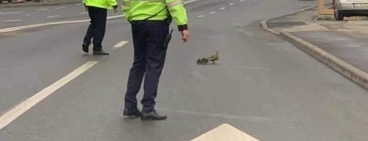 Doi polițiști clujeni ajută o rață și bobocii ei să treacă strada